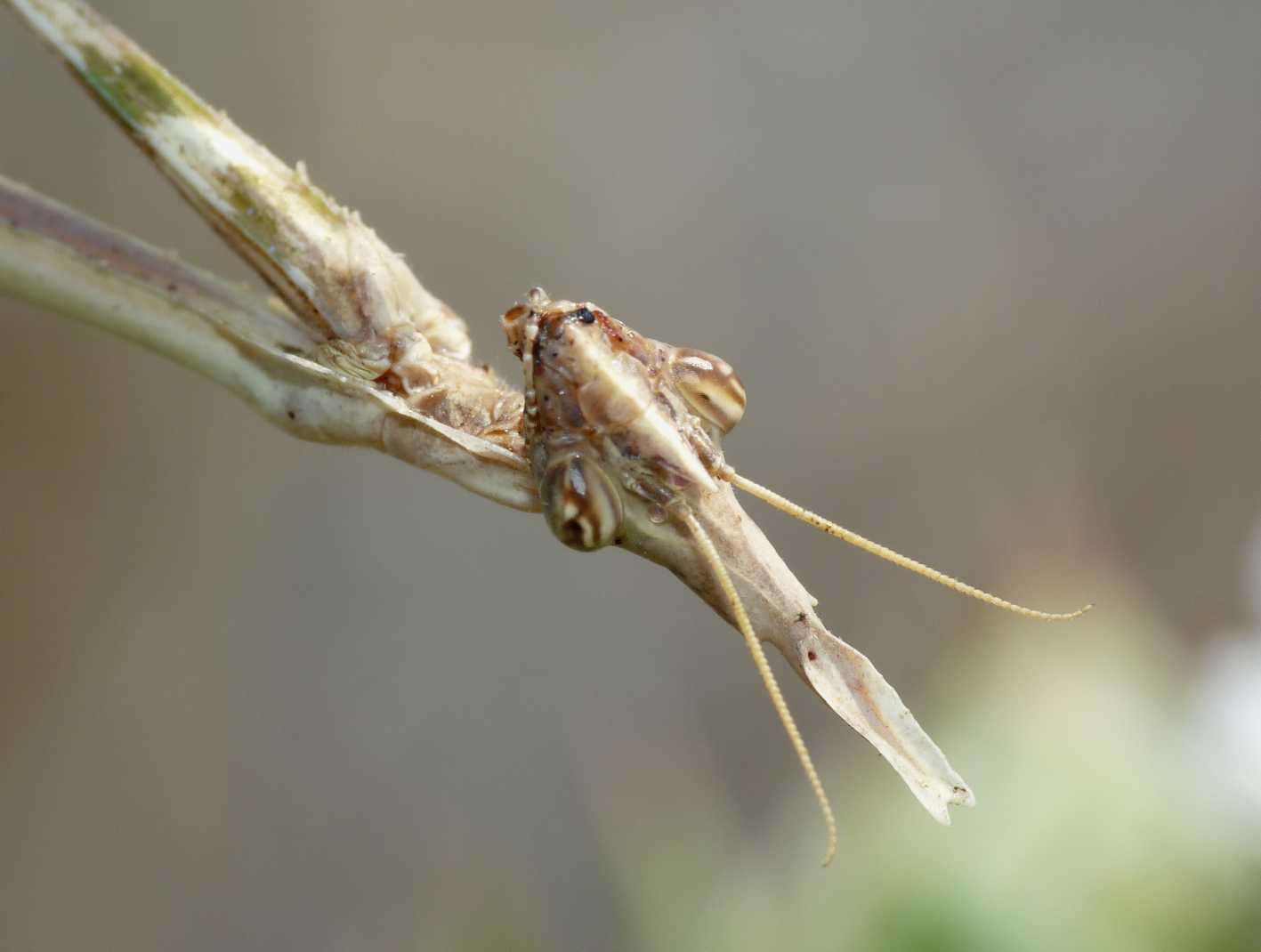 Empusa pennata ♀